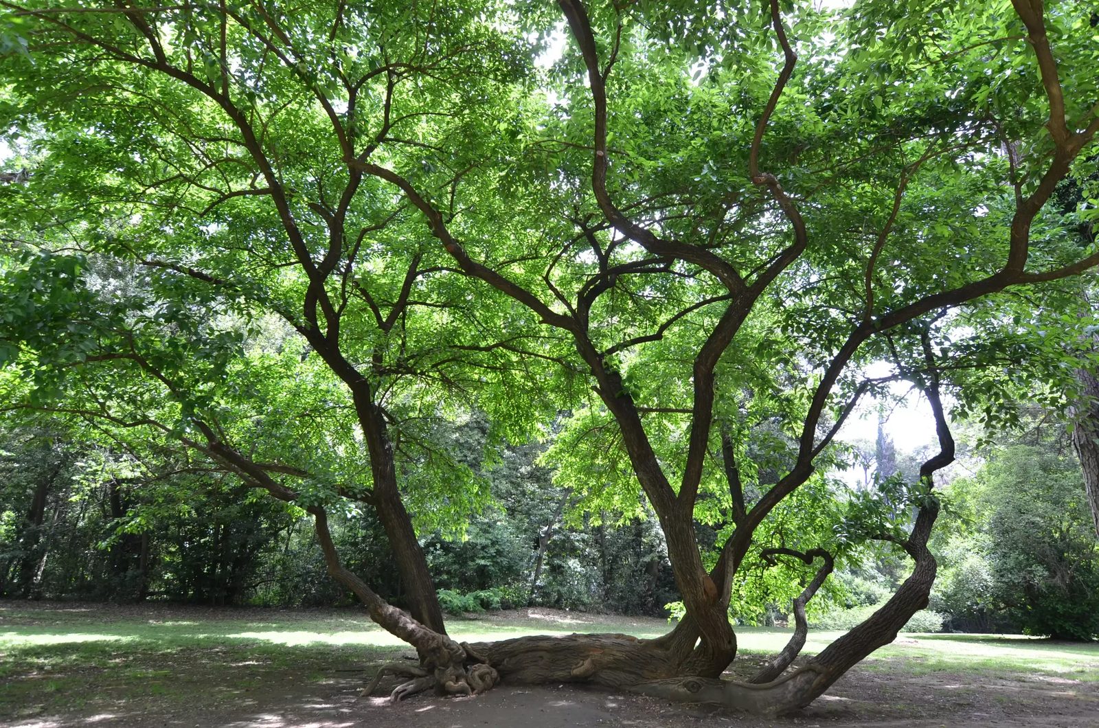A spreading old tree on the lawns of the English Garden at the Reggia di Caserta