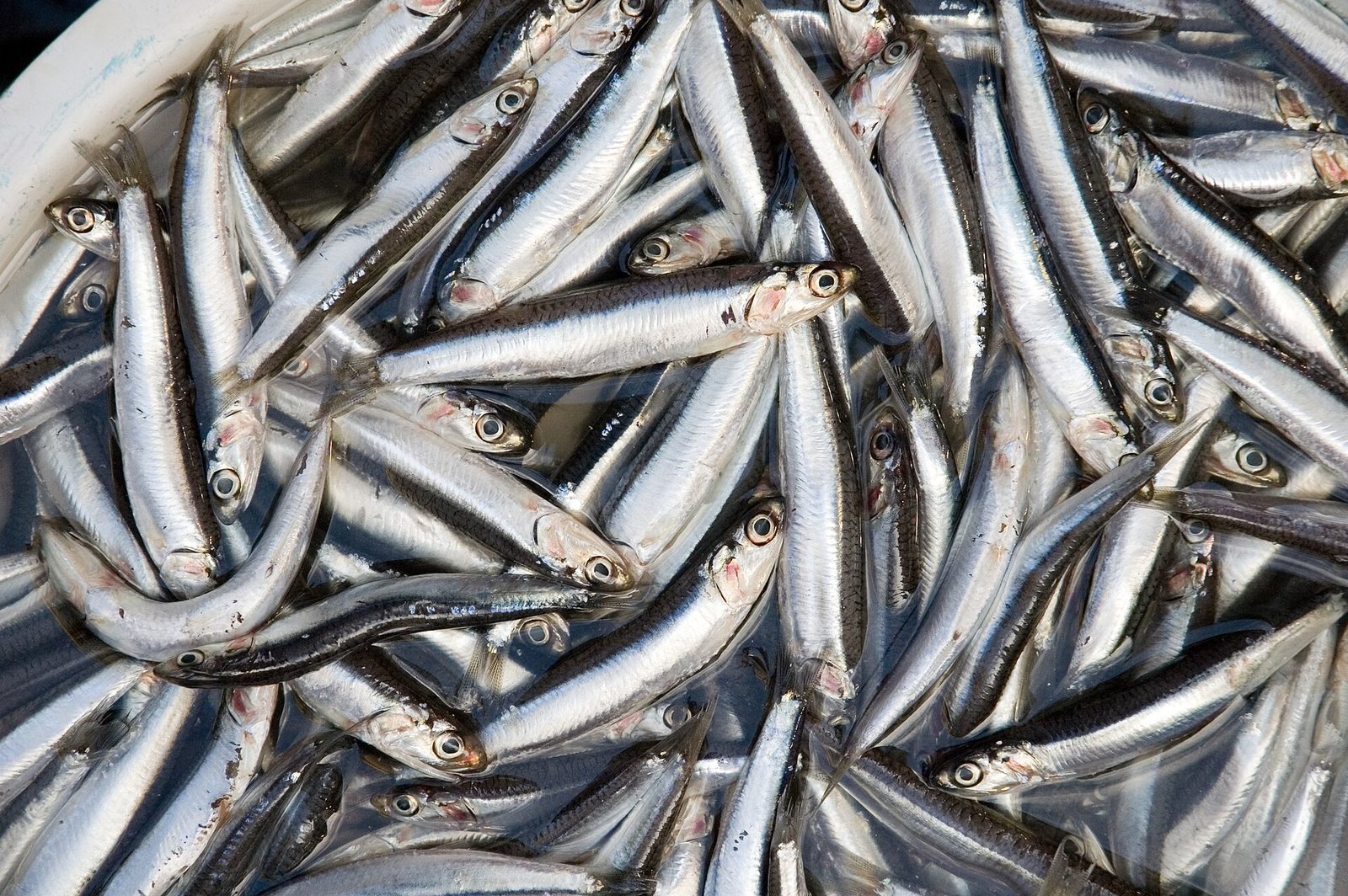 A tray of fresh silver anchovies, the alici that Neapolitans fry, marinate and bake