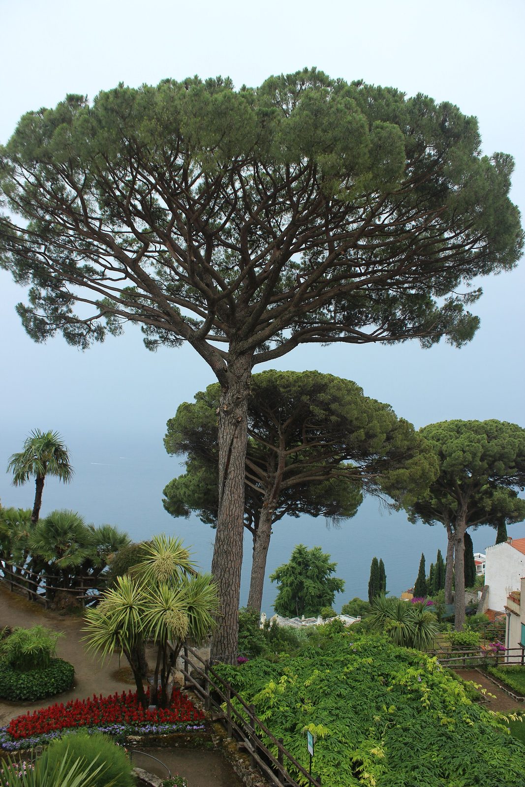 Umbrella pines and flower beds in the gardens of Villa Rufolo in Ravello, above the Amalfi Coast